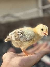 ONE DAY CHICKS , ONE WEEK , 4 WEEK CHICKS, 8 WEEK CHICKS DESI BREED