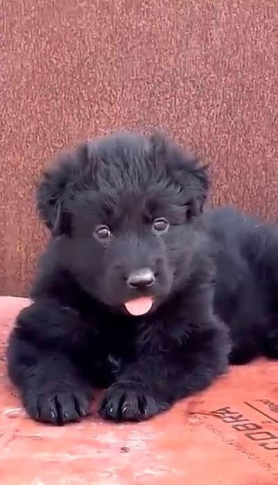 black German Shepherd long coat puppies so good for sale