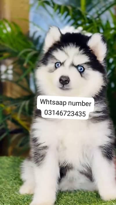 Siberian husky fore sale