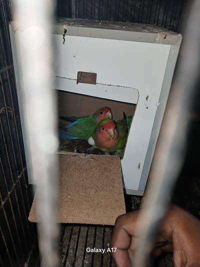 breeder pair love bird 4000, cocktail breeder pair 6000, available ha