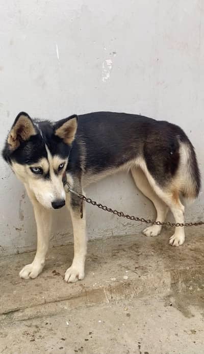 Siberian Husky Female – Vaccinated & Ready for Breeding