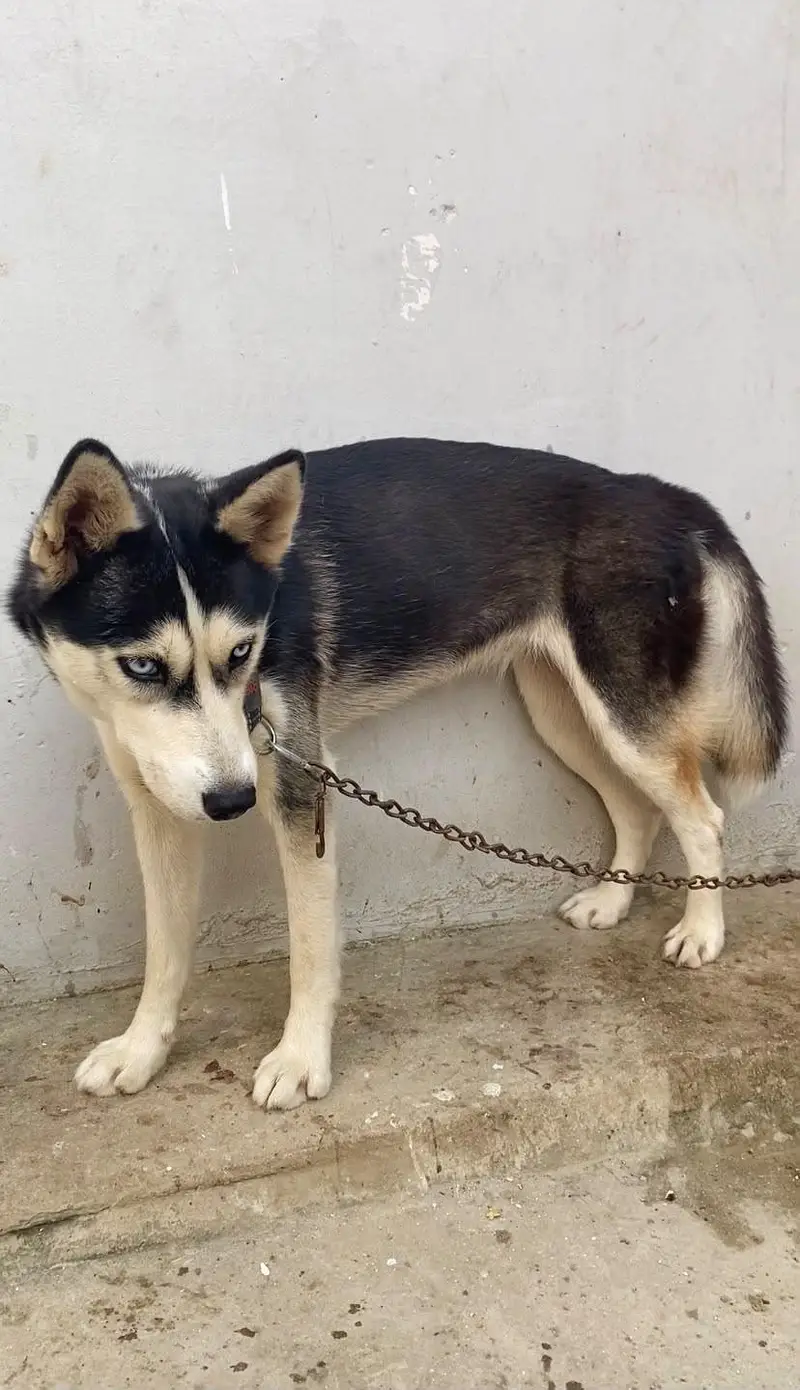 Siberian Husky Female – Vaccinated & Ready for Breeding