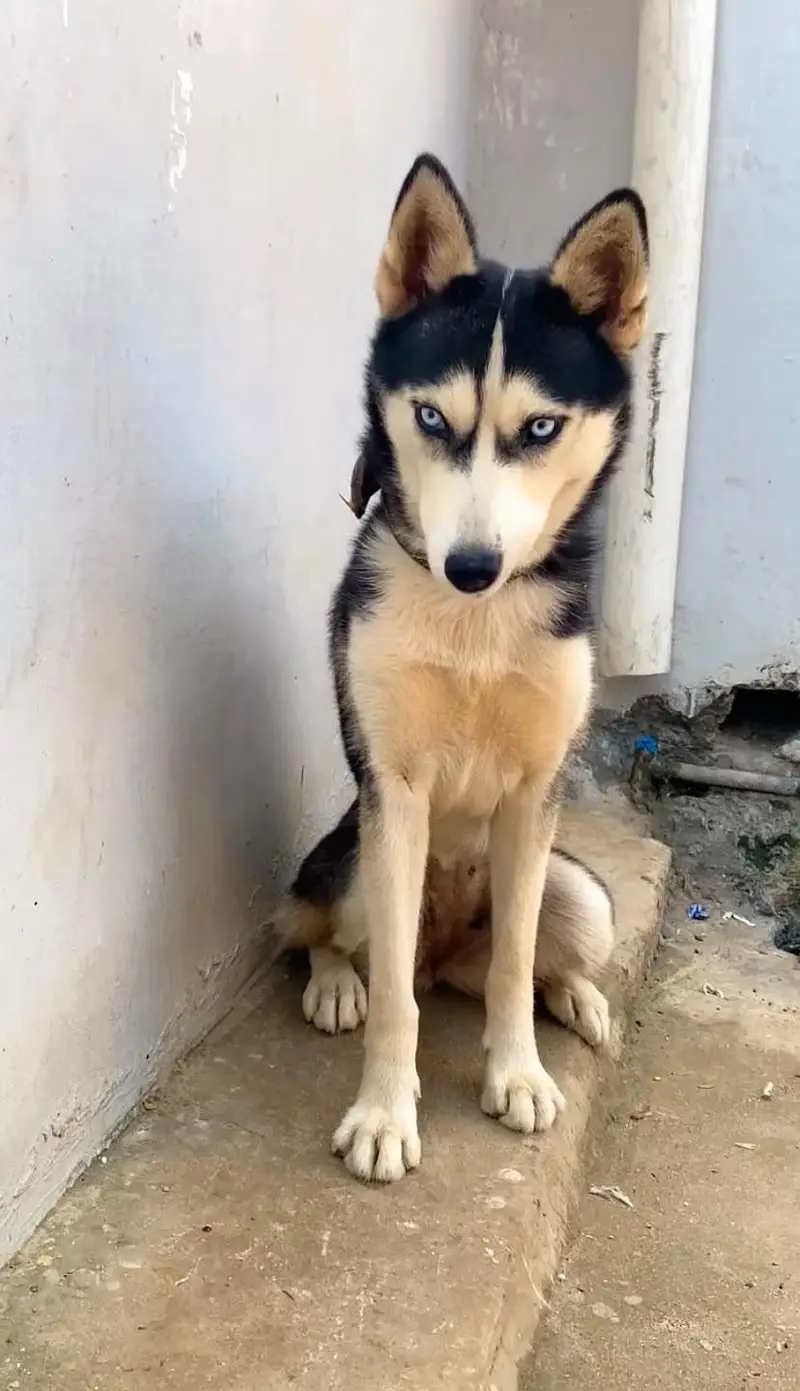 Siberian Husky Female – Vaccinated & Ready for Breeding — photo 2