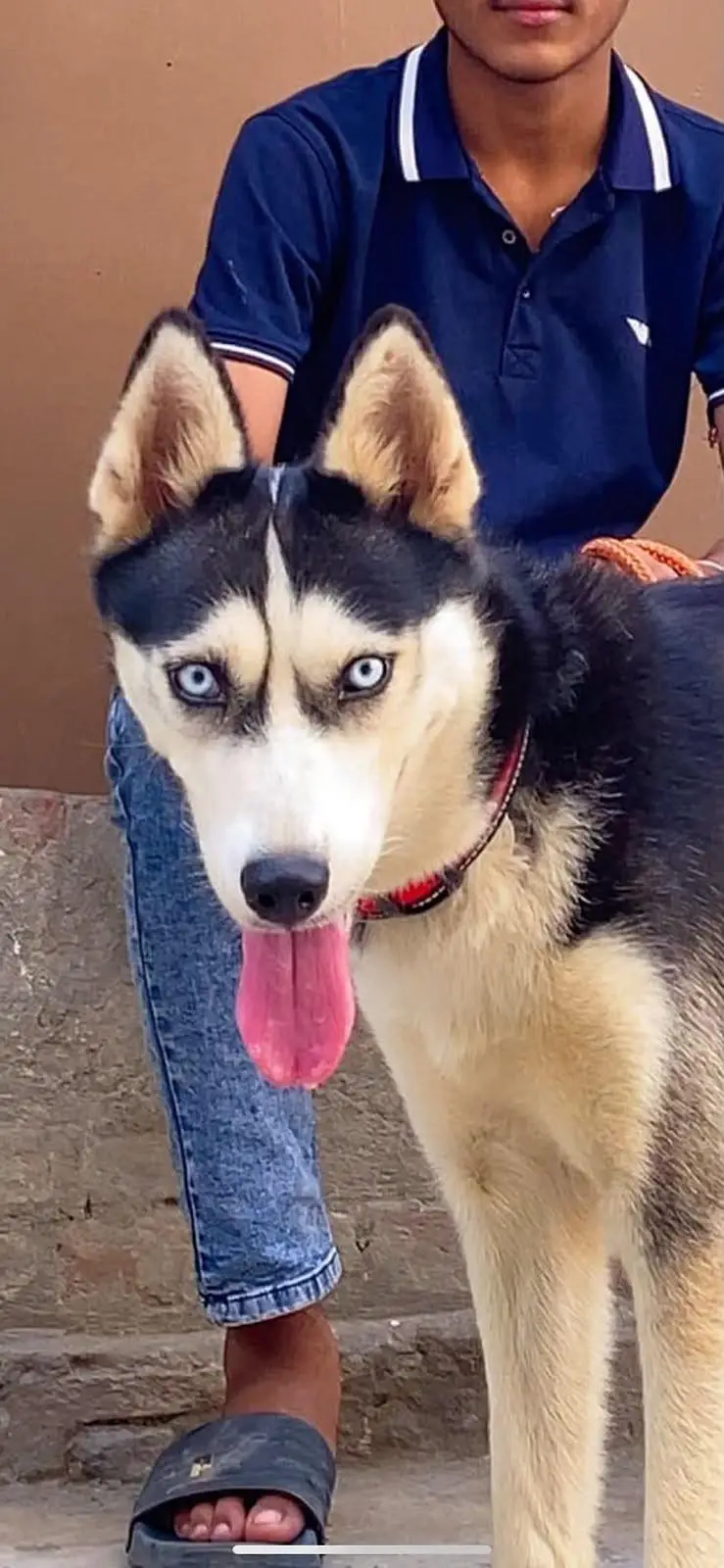 Siberian Husky Female – Vaccinated & Ready for Breeding — photo 3