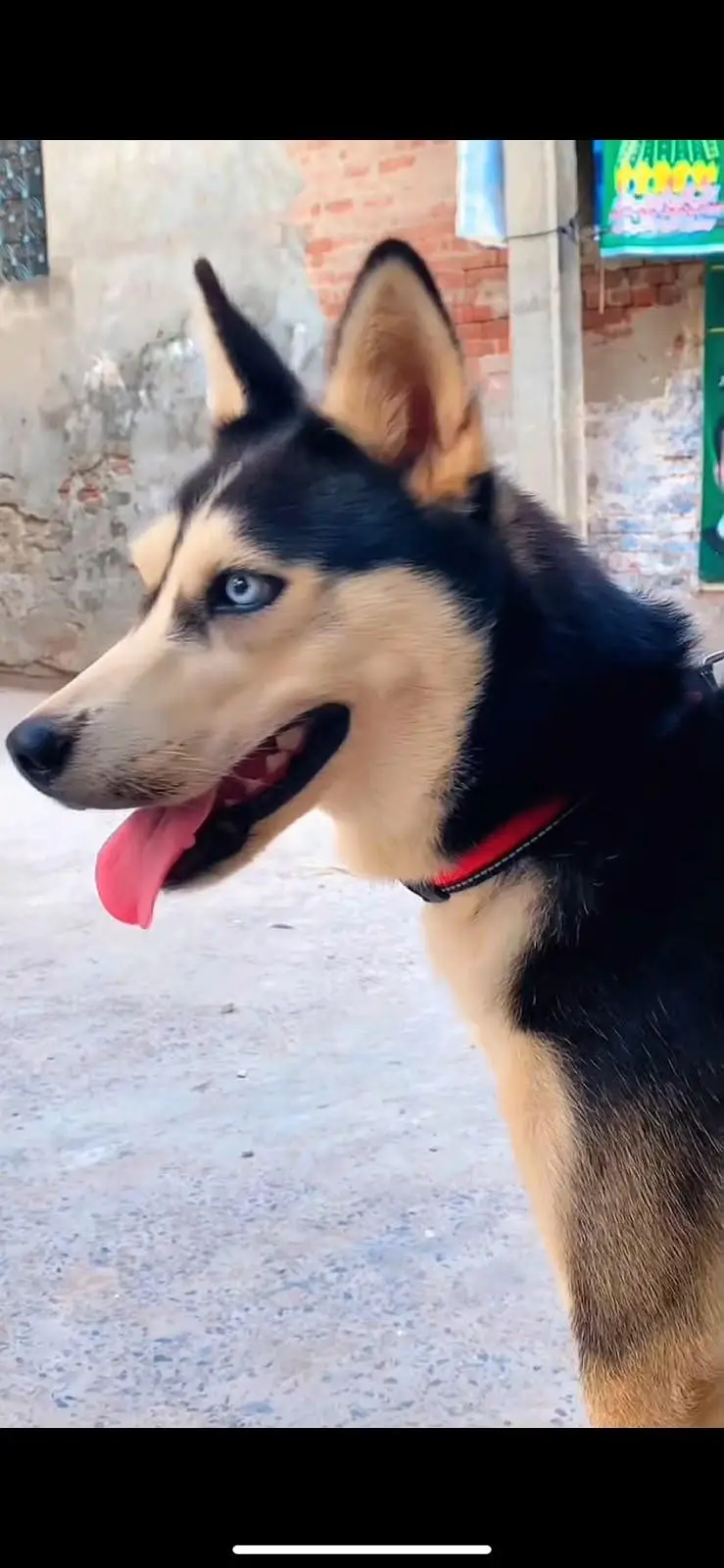 Siberian Husky Female – Vaccinated & Ready for Breeding — photo 4