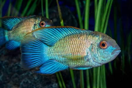 Meat family Fish