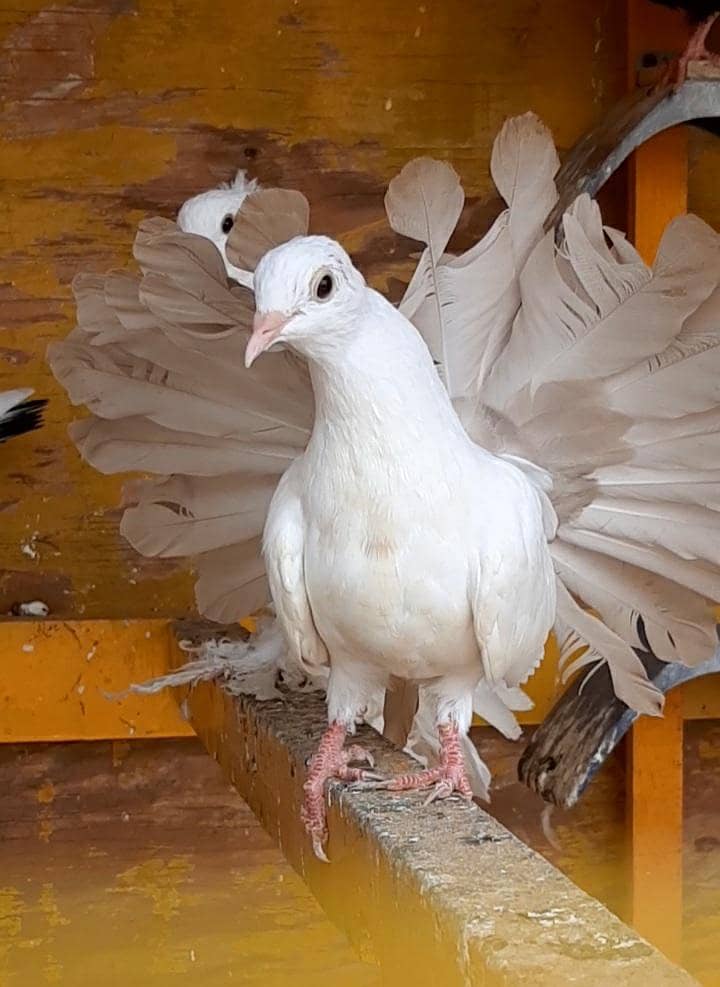 Light yellow tail chicks 0