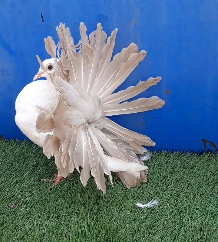 Light yellow tail chicks 1