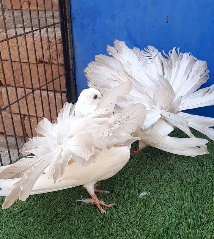 Light yellow tail chicks 2