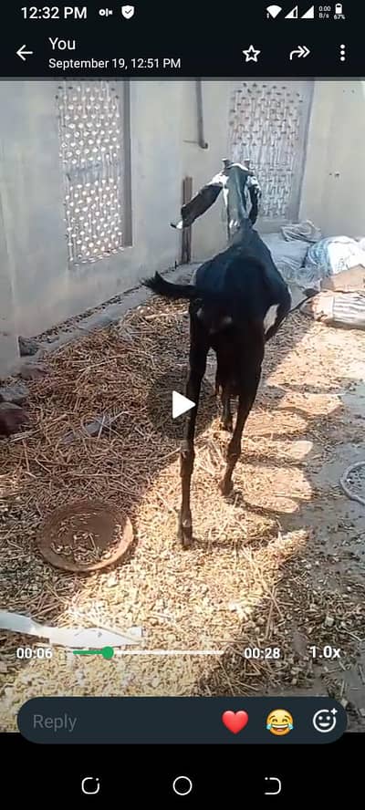 gaban bakri for sale
