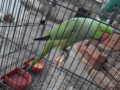 semi tamed parrot