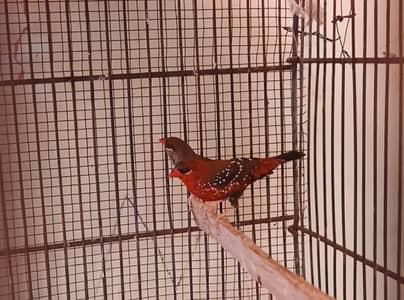 stubry finch