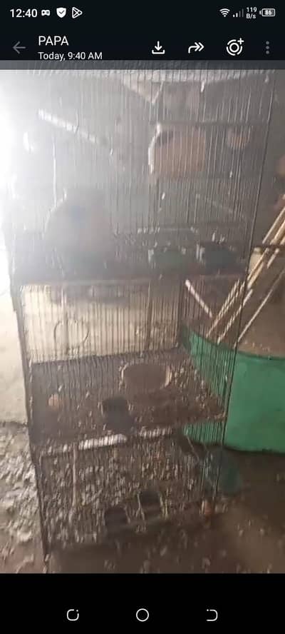 parrot cages