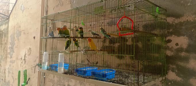 love birds mix