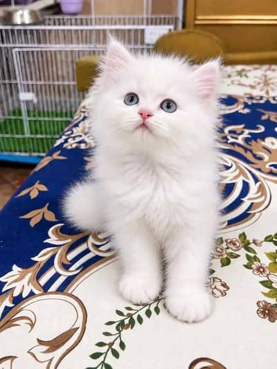 Cat | kittens | Persian | 3 Cote | Fluffy WA mesg 0348 | 0163 √√  063