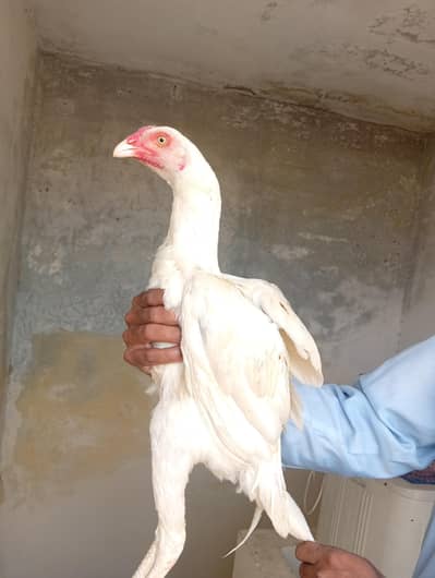 white aseel patha