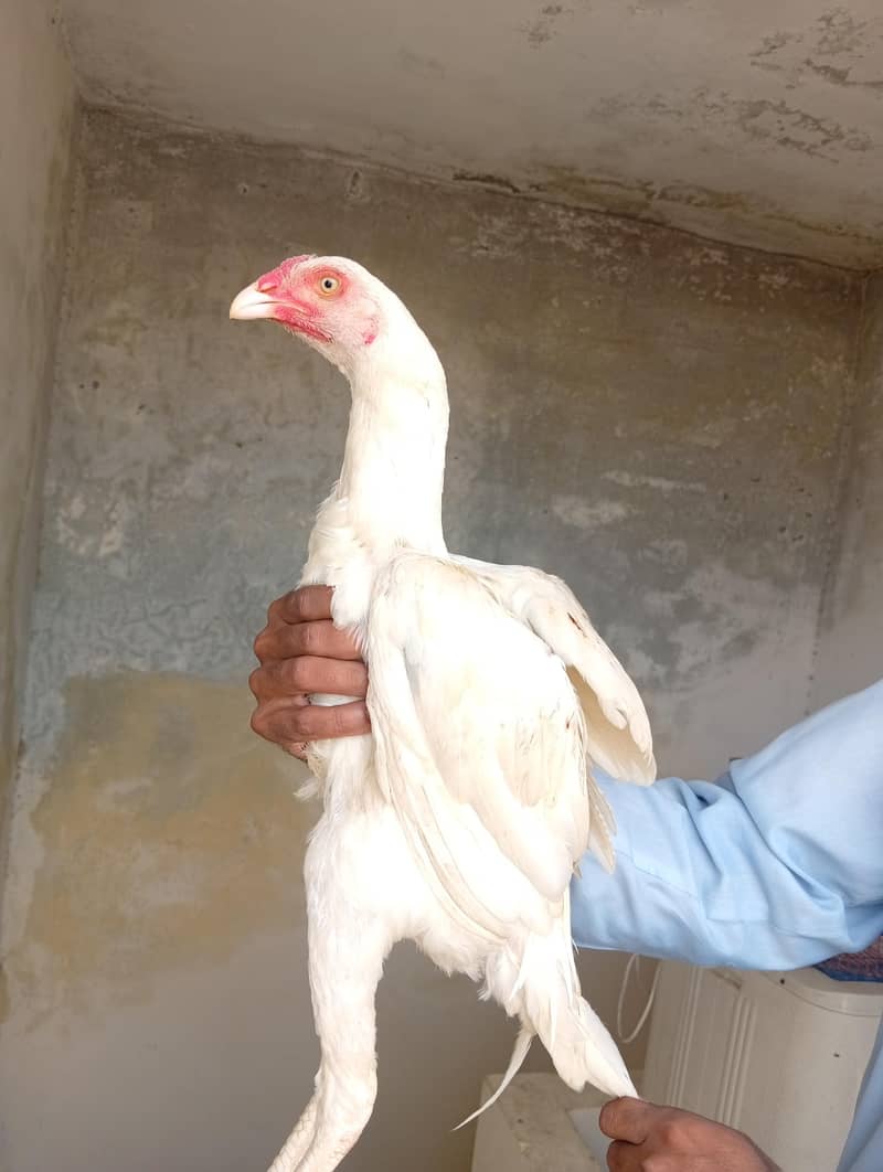 white aseel patha 0