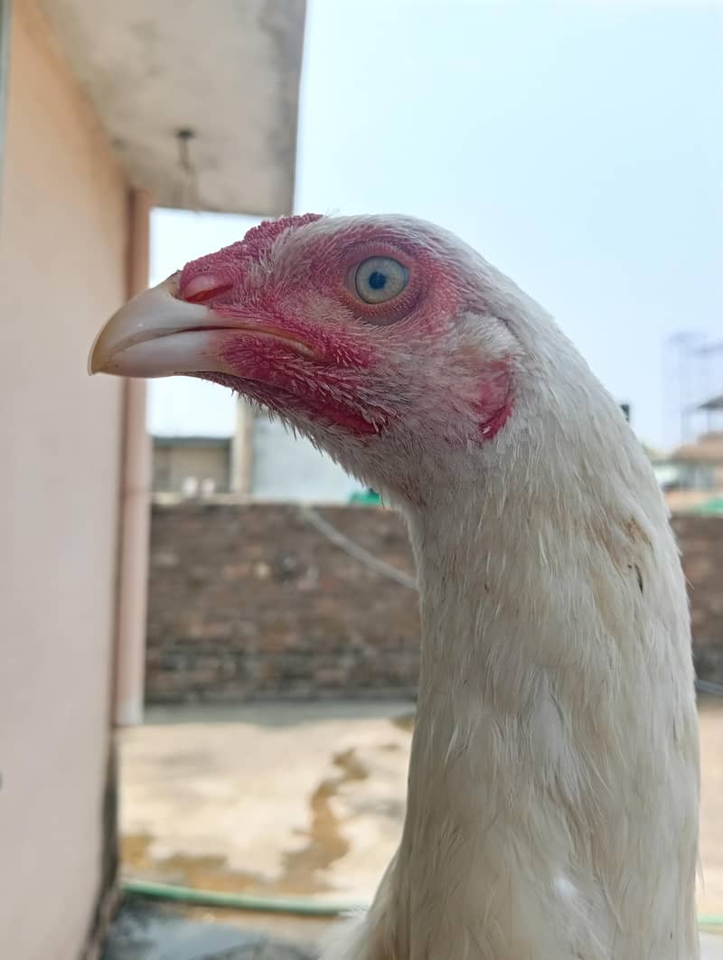 white aseel patha 1