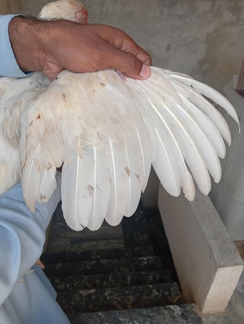 white aseel patha 3