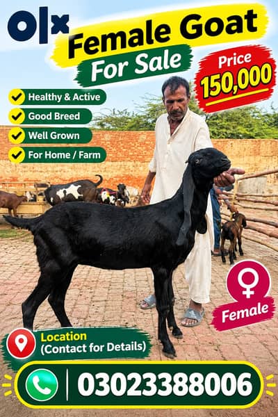 Behtareen Qurbani Bakra / Chhatra – Healthy & Strong