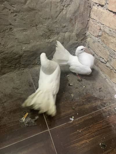 FANCY PEIGONS PAIR HEALTHY & ACTIVE