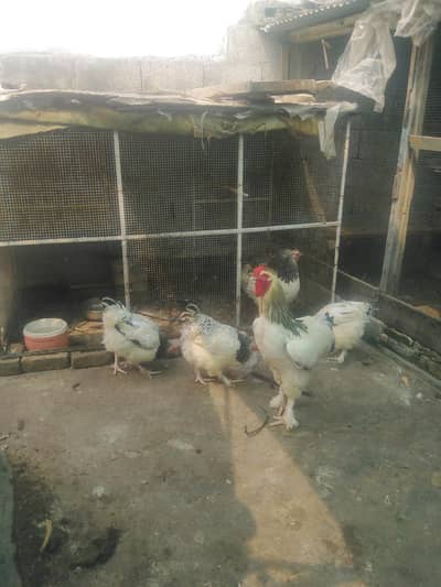 Sussex eggs for sale