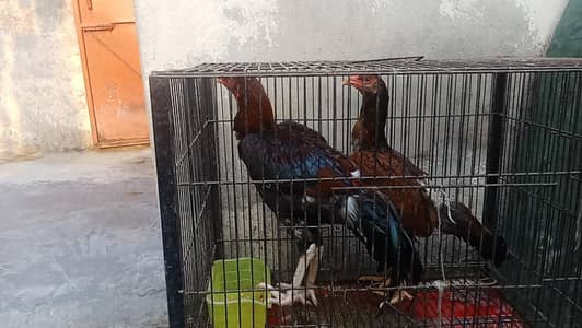 Aseel Mianwali pair