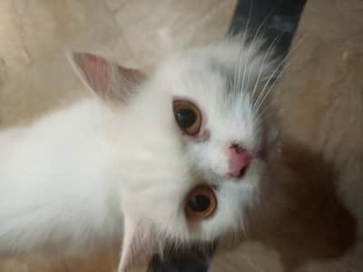 Persian cat available for paid adoption read discription