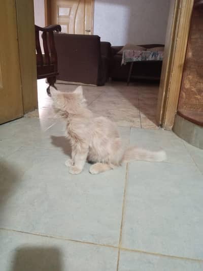 Male kitten for urgent sale