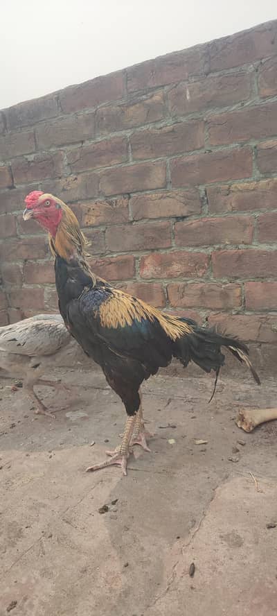 Aseel murgy murgia for sale