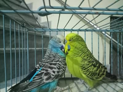 Exhibition Ready to Breed Pair
