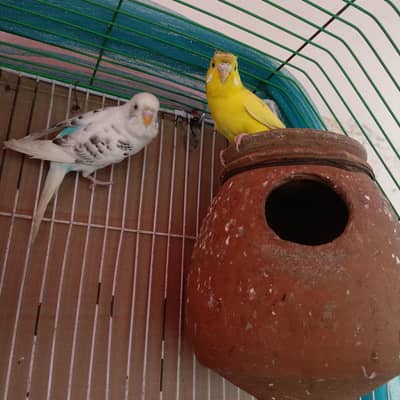 Australian Parrott breeder pair for sale Crust yellow female