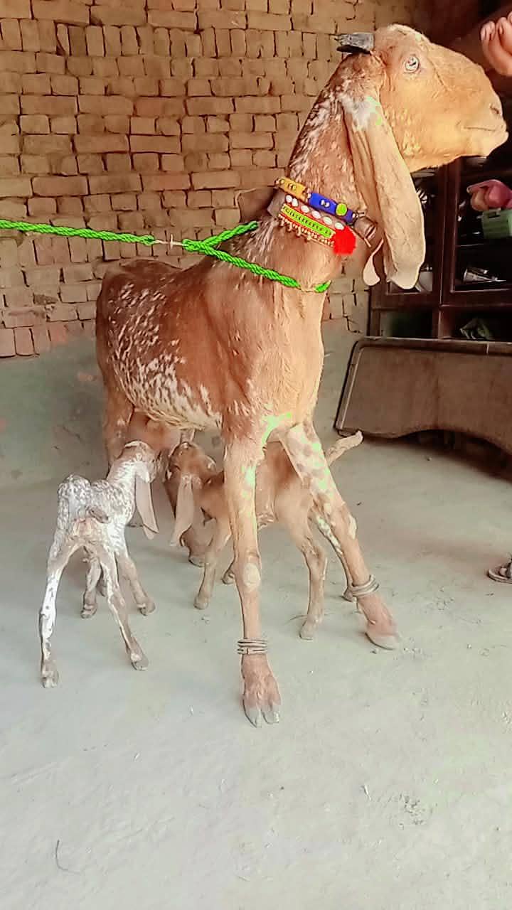 bakri 0