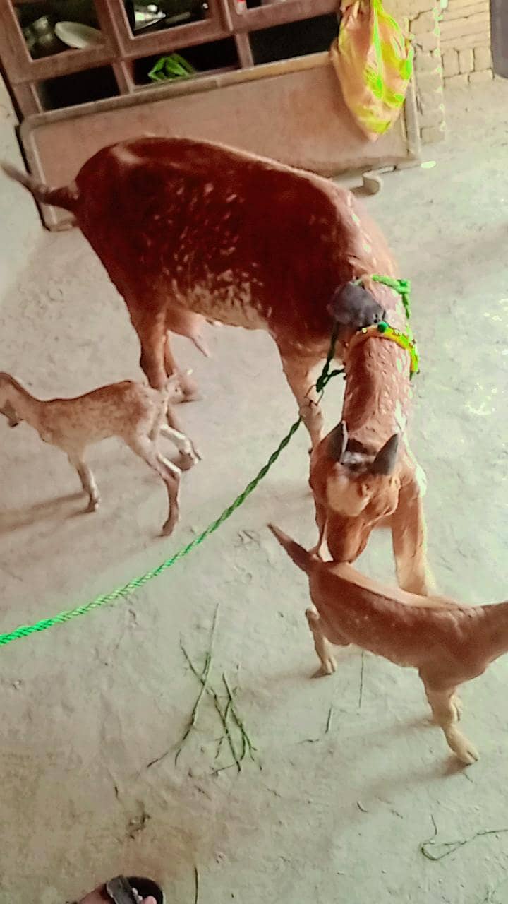bakri 1