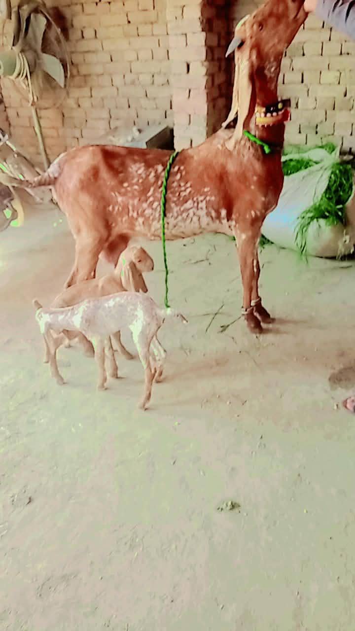 bakri 3