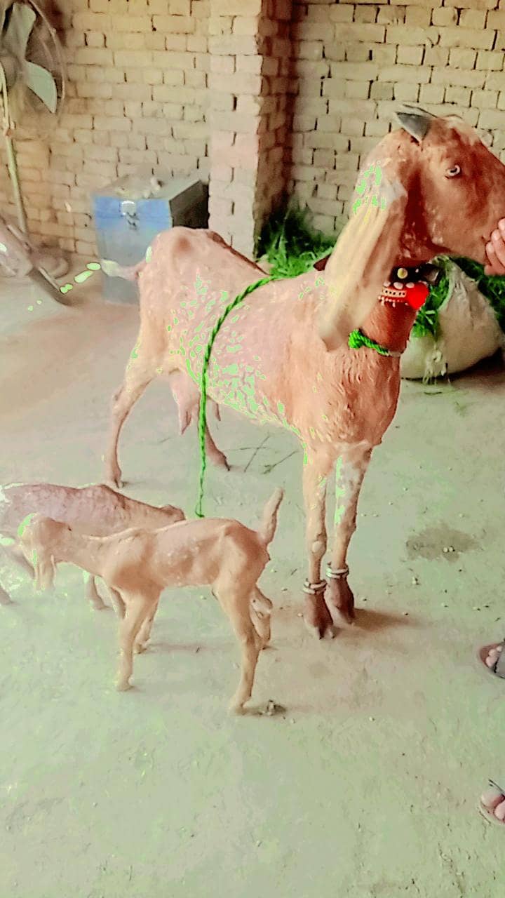 bakri 5