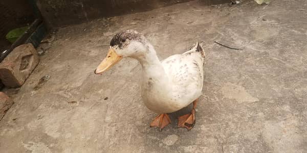 Male Duck for sale