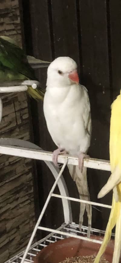 White ringneck
