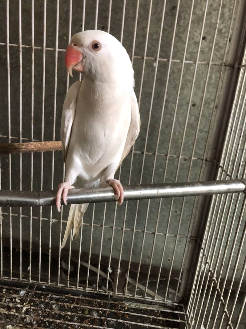 White ringneck 1