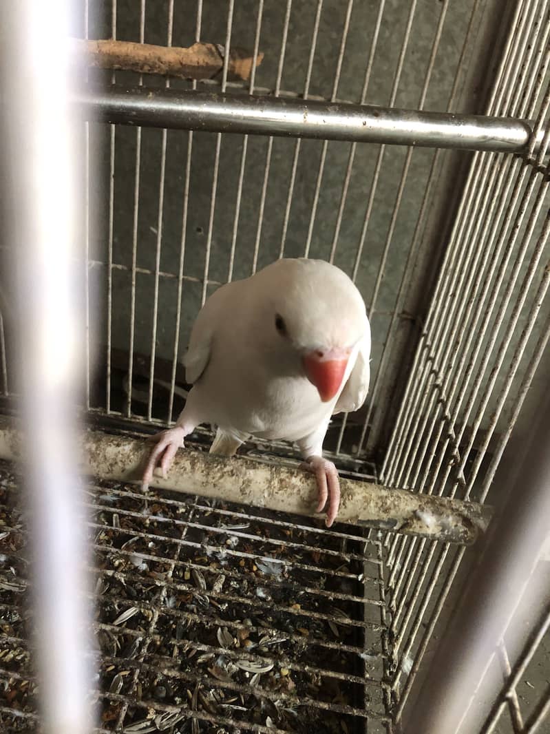 White ringneck 2