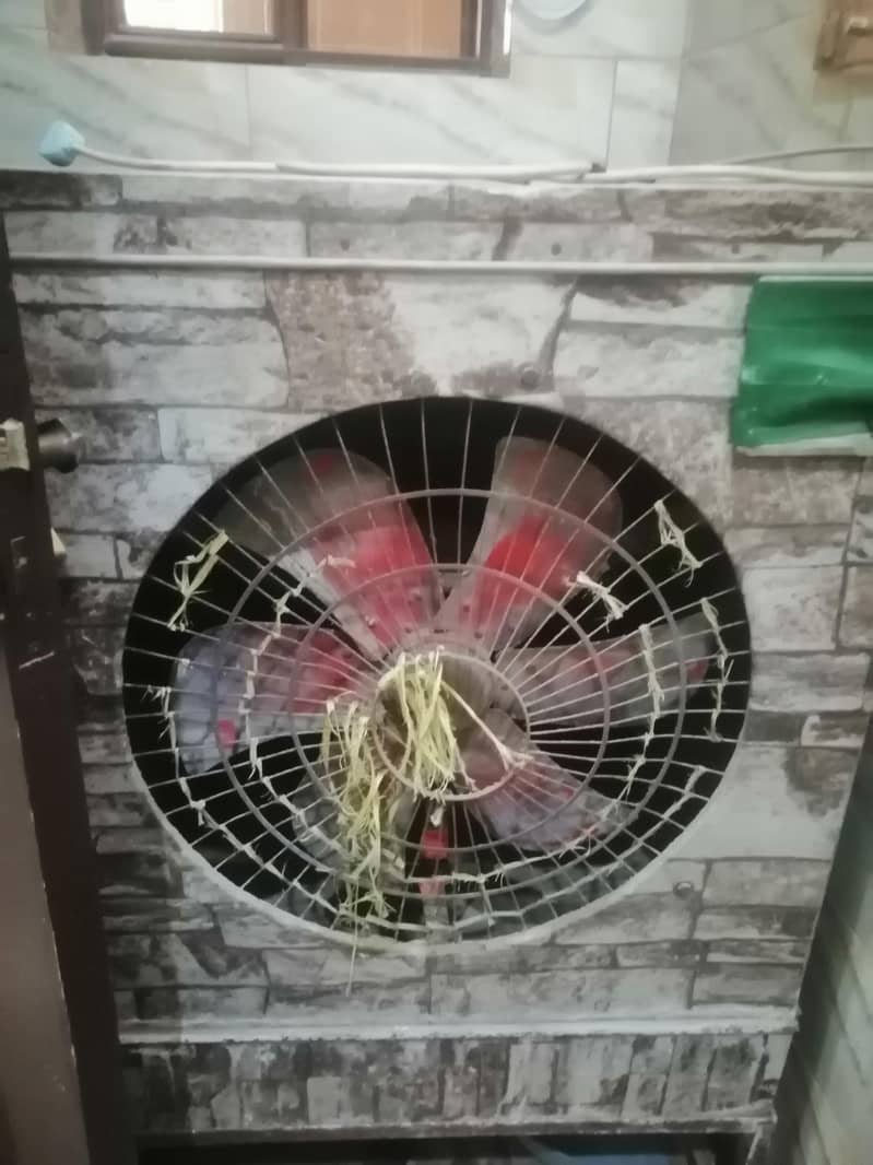 lahoree cooler 1