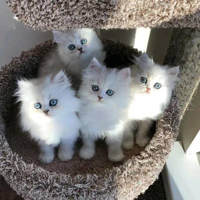 Cat | kittens | Persian | 3 Cote | Fluffy WA mesg 0348 | 0163 ∆ 063