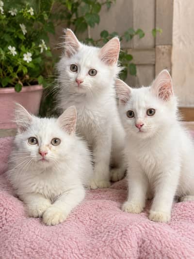 3 Persian Kittens for Sale – 2 Months Old
