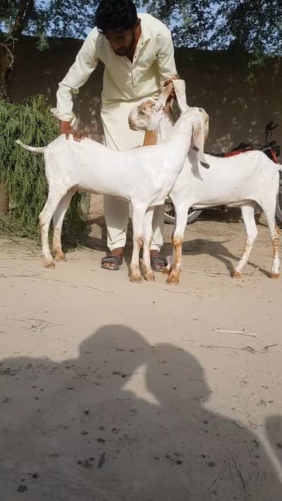 2 Female Bakri For Sale/ ,03081612776