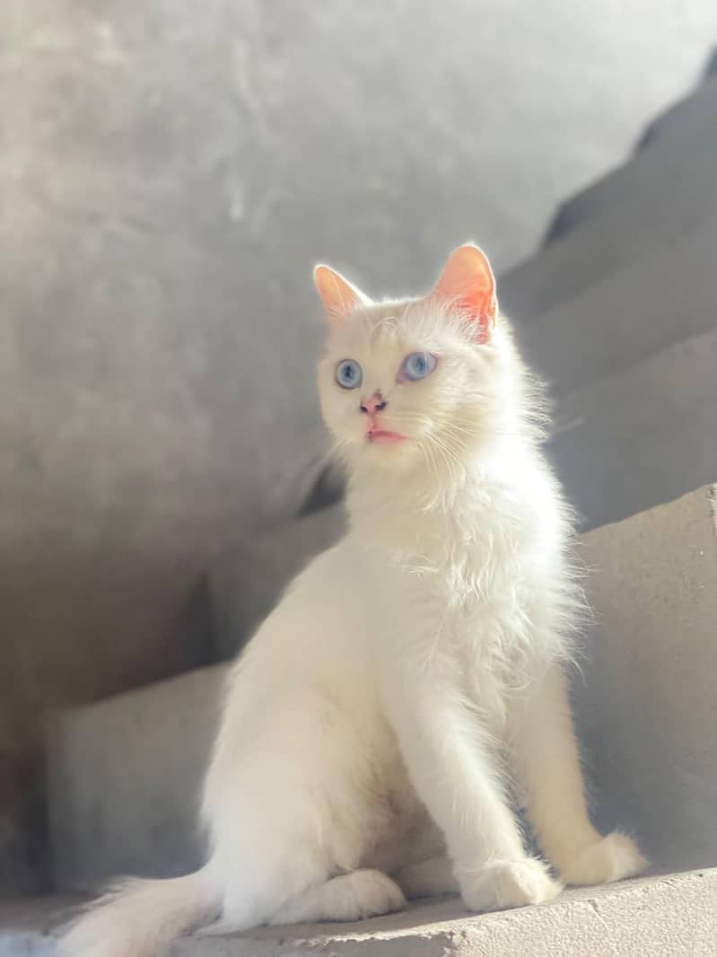 Persian Cat 2 Code 0