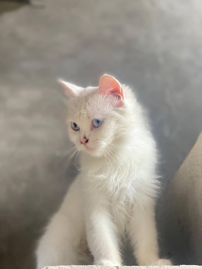 Persian Cat 2 Code 2