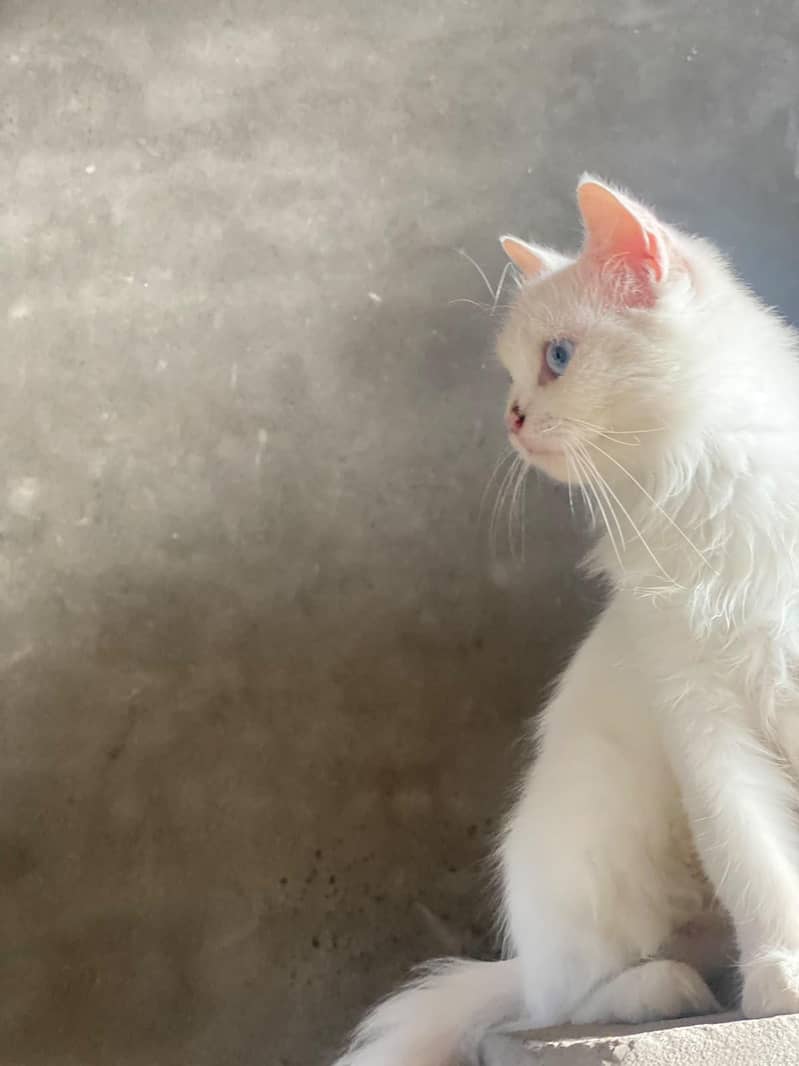 Persian Cat 2 Code 3