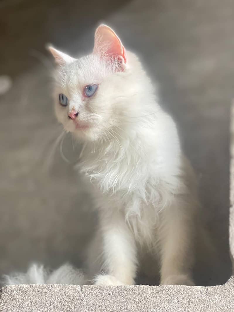 Persian Cat 2 Code 6