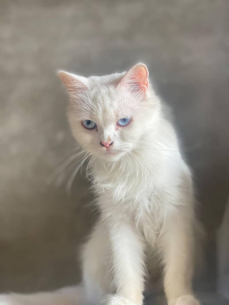 Persian Cat 2 Code 7
