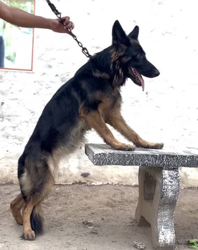 German shapherd for sale
